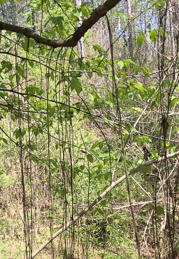 image of Muscadinia rotundifolia var. rotundifolia, Muscadine, Scuppernong