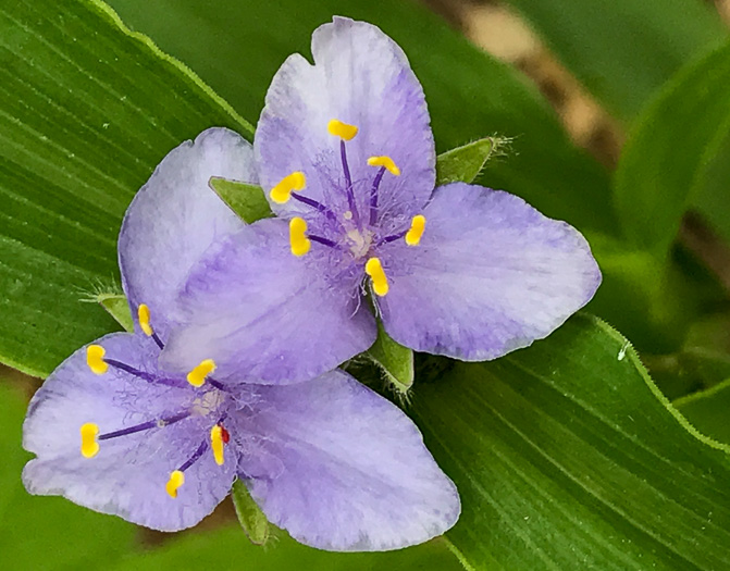 image of Tradescantia subaspera, Zigzag Spiderwort, Wide-leaved Spiderwort