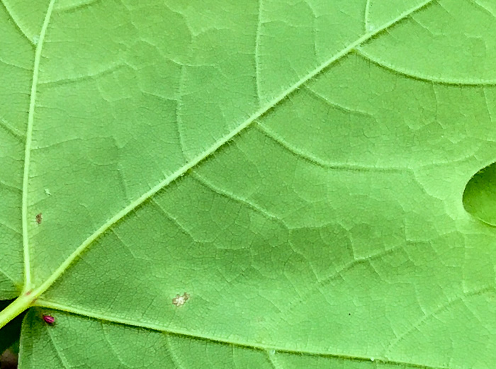 image of Acer floridanum, Southern Sugar Maple, Florida Maple