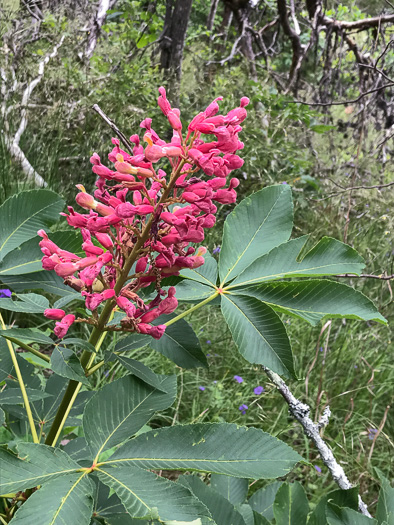 image of Aesculus sylvatica, Painted Buckeye