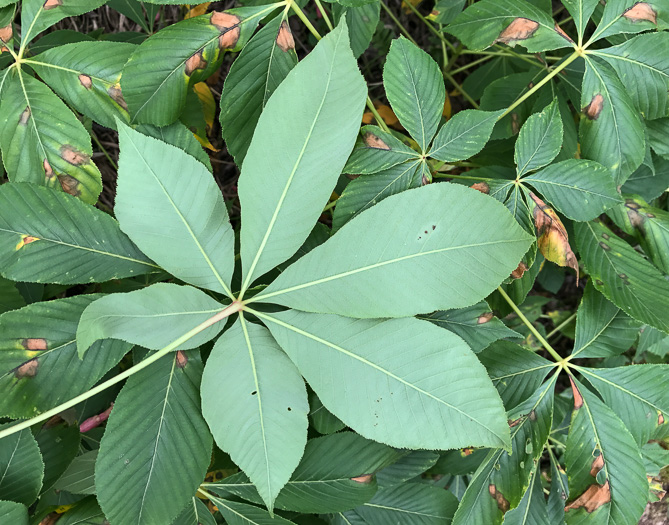 image of Aesculus sylvatica, Painted Buckeye