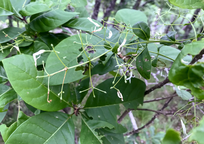 image of Chionanthus virginicus, Fringetree, Grancy Graybeard, Old Man's Beard, Grandsir-graybeard