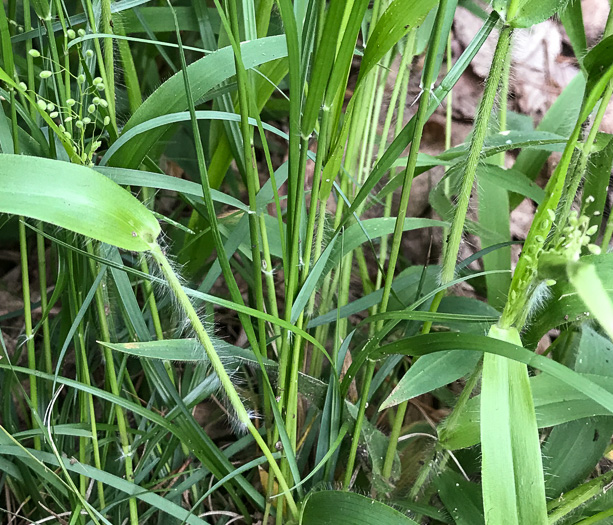 image of Dichanthelium laxiflorum, Open-flower Witchgrass, Open-flower Rosette Grass