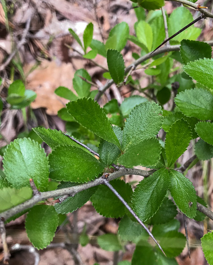 image of Crataegus uniflora, Oneflower Hawthorn, Dwarf Haw