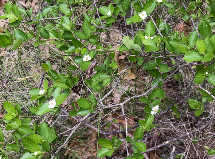 thorns