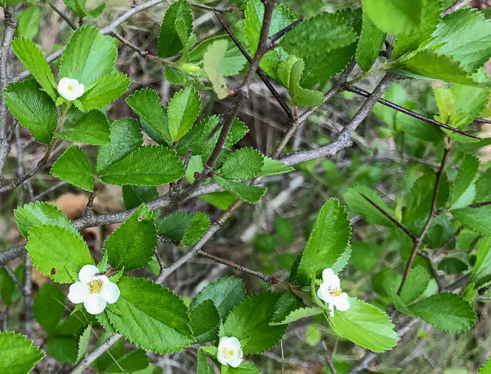 image of Crataegus uniflora, Oneflower Hawthorn, Dwarf Haw