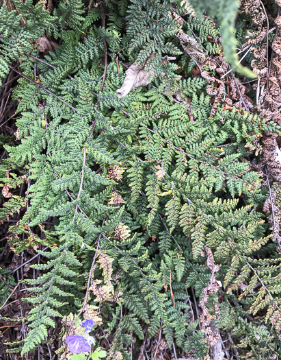 image of Myriopteris tomentosa, Woolly Lipfern