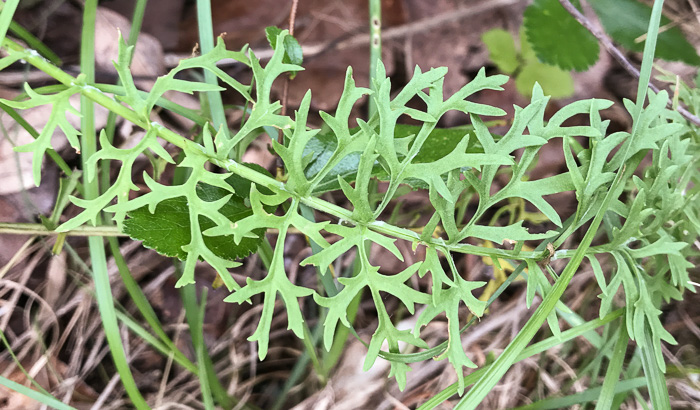 Blue Ridge Ragwort