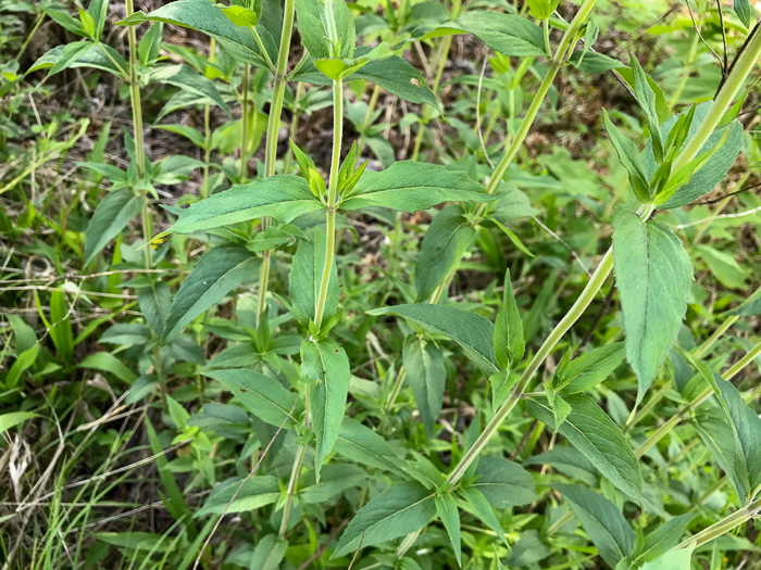 image of Pycnanthemum muticum var. 1, Short-toothed Mountain-mint, Downy Mountain-mint, Clustered Mountain-mint