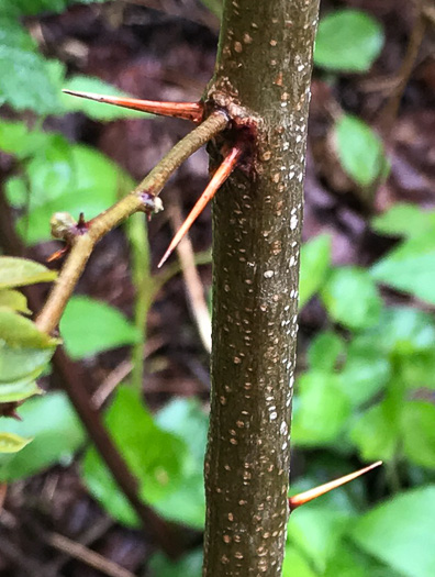 image of Robinia hispida var. kelseyi, Kelsey's Locust