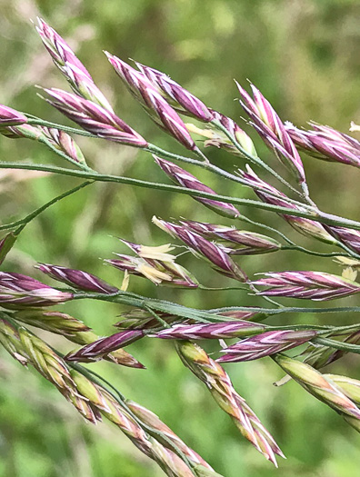 image of Lolium arundinaceum, Tall Fescue, Alta Fescue