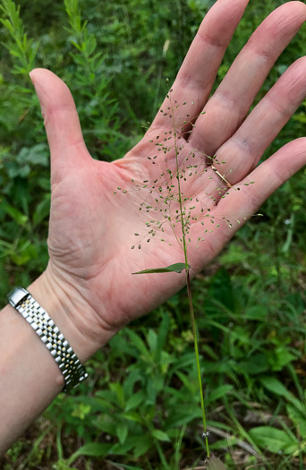 image of Dichanthelium microcarpon, Small-fruited Witchgrass