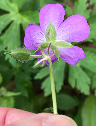 image of Geranium maculatum, Wild Geranium