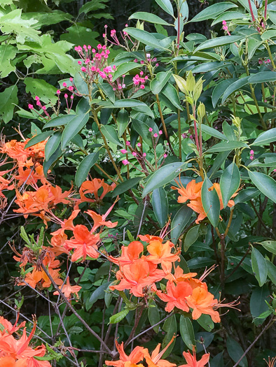 image of Rhododendron calendulaceum, Flame Azalea