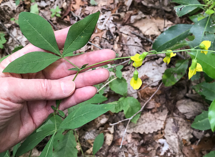 image of Thermopsis fraxinifolia, Ashleaf Golden-banner