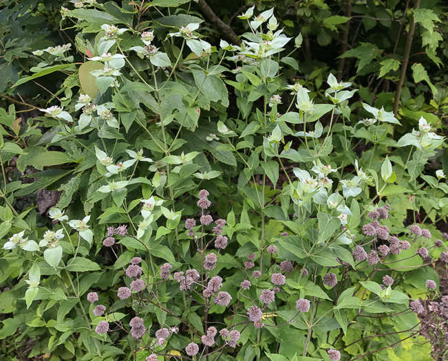 image of Pycnanthemum muticum var. 1, Short-toothed Mountain-mint, Downy Mountain-mint, Clustered Mountain-mint