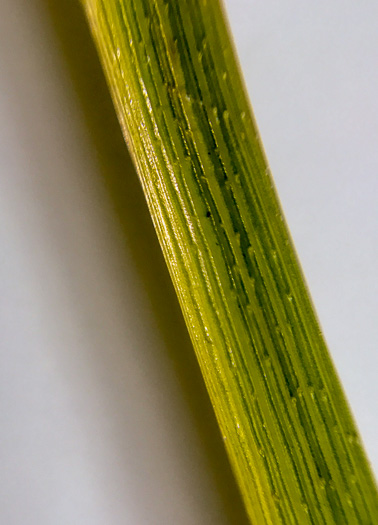 image of Dichanthelium clandestinum, Deer-tongue Witchgrass