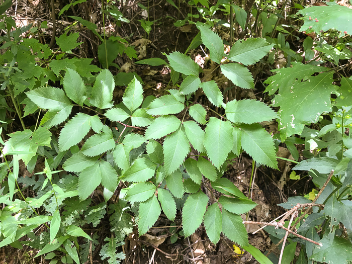 image of Ligusticum canadense, American Lovage