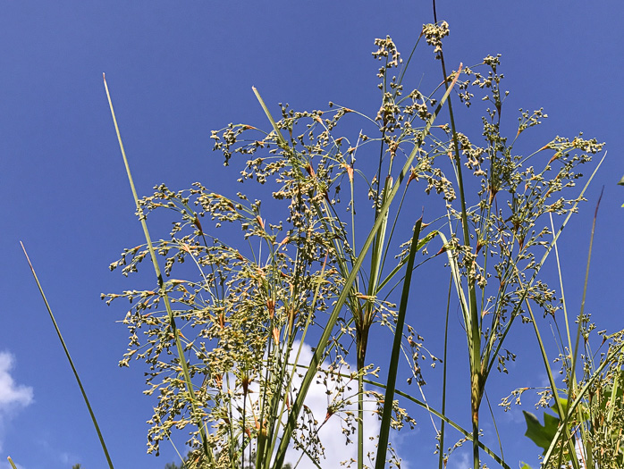 spikelet