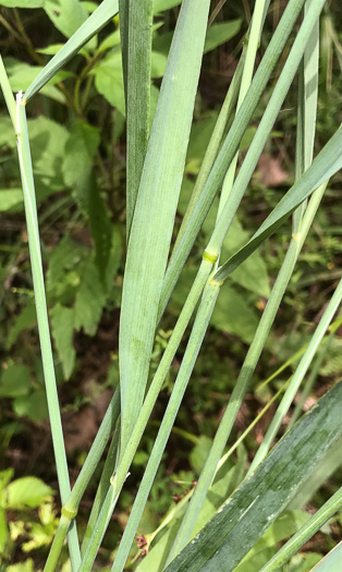 image of Greeneochloa coarctata, Nuttall's Reedgrass