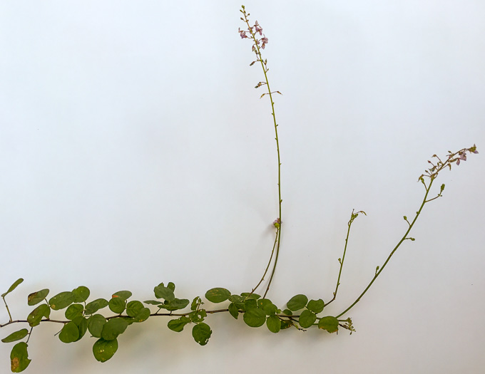 image of Desmodium lineatum, Matted Tick-trefoil, Sand Tick-trefoil