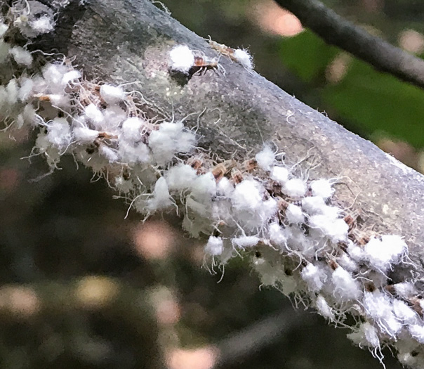 image of Fagus grandifolia +, American Beech