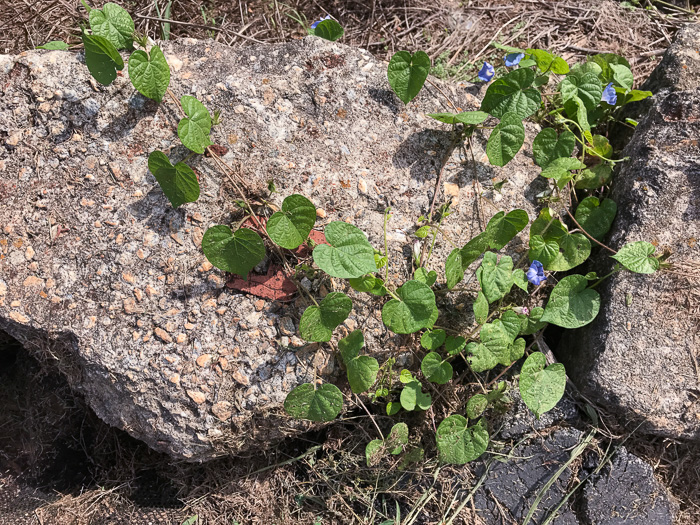 image of Ipomoea hederacea, Ivyleaf Morning Glory