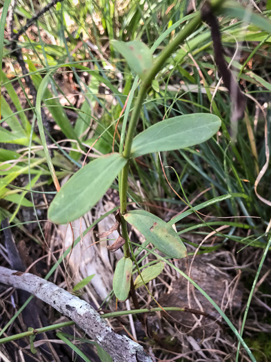 image of Hypericum virgatum, Strict St. Johnswort, Sharpleaf St. Johnswort