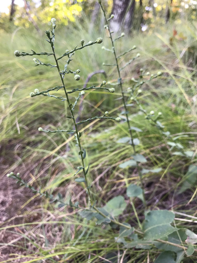 image of Symphyotrichum undulatum, Wavyleaf Aster