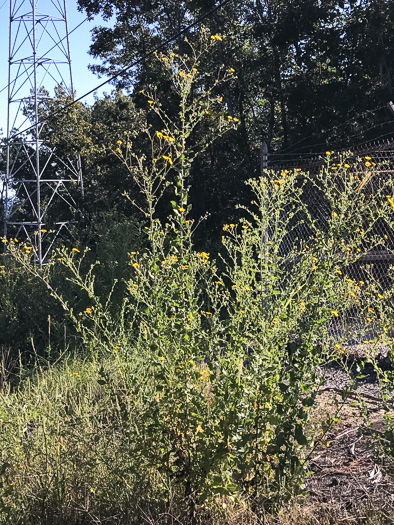 image of Heterotheca subaxillaris, Camphorweed