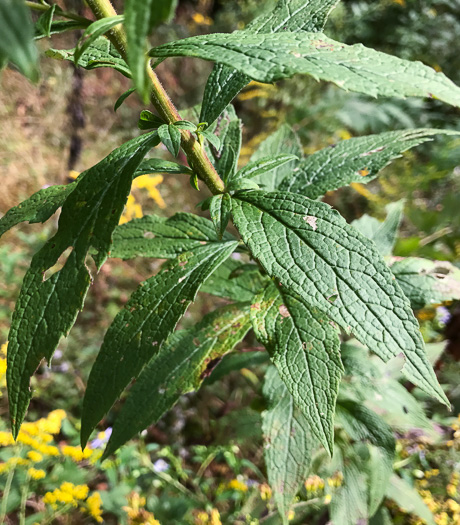 image of Solidago rugosa var. rugosa, Wrinkleleaf Goldenrod, Roughstem Goldenrod