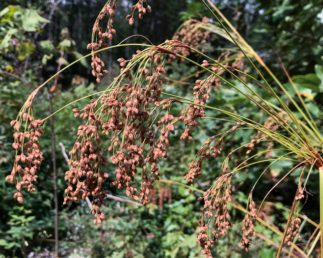 image of Scirpus expansus, Woodland Bulrush