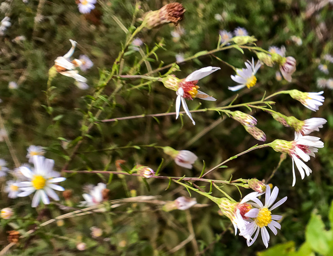 image of Symphyotrichum dumosum var. dumosum, Bushy Aster, Long-stalked Aster, Rice Button Aster