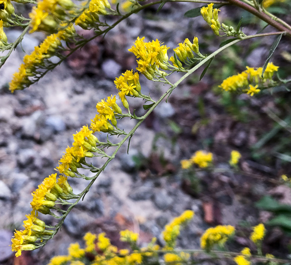 image of Solidago nemoralis var. nemoralis, Eastern Gray Goldenrod