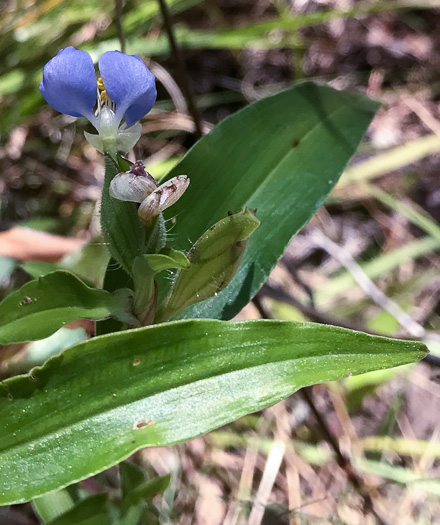 image of Commelina erecta var. erecta, Erect Dayflower, Slender Dayflower