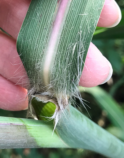 image of Erianthus giganteus, Sugarcane Plumegrass, Giant Plumegrass