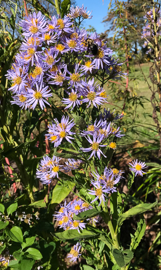 image of Aster tataricus, Tatarian Aster