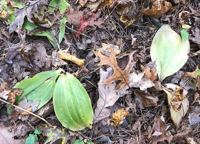 image of Cypripedium acaule, Pink Lady's Slipper, Mocassin Flower