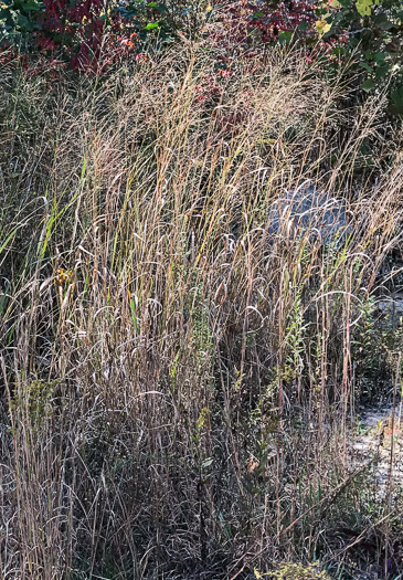 image of Panicum virgatum var. virgatum, Switchgrass, Prairie Switchgrass