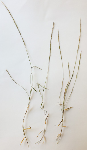 image of Muhlenbergia schreberi, Nimblewill