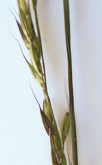 spikelet