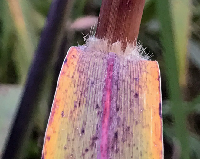 image of Erianthus giganteus, Sugarcane Plumegrass, Giant Plumegrass