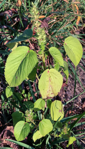 image of Acalypha ostryifolia, Pineland Threeseed Mercury, Hophornbeam Copperleaf, Roughpod Copperleaf