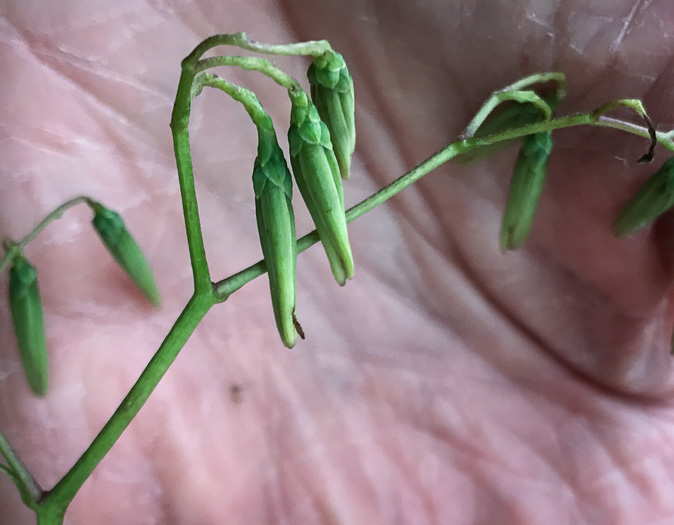 image of Nabalus altissimus, Tall Rattlesnake-root, Tall White Lettuce