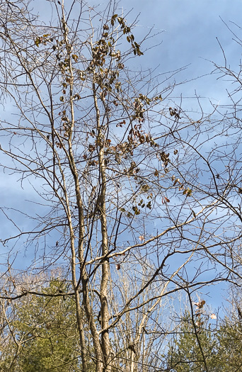 image of Bignonia capreolata, Crossvine