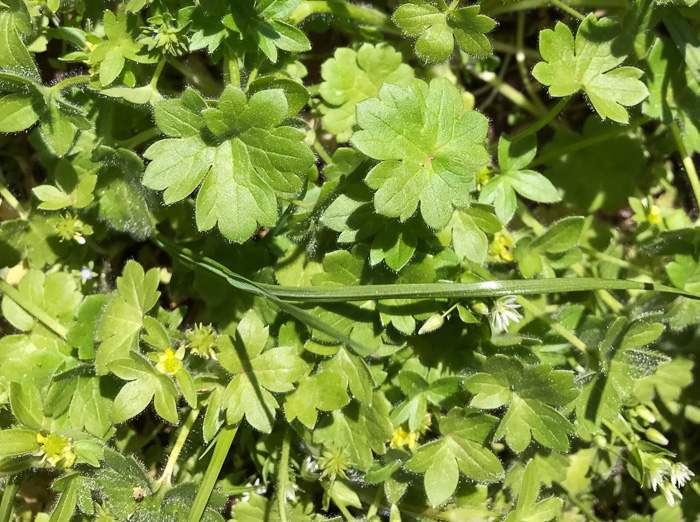 image of Ranunculus parviflorus, Small-flowered Buttercup, Stickseed Crowfoot