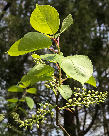 image of Prunus virginiana var. virginiana, Choke Cherry, Common Chokecherry