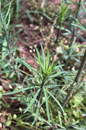 image of Linaria purpurea, Purple Toadflax