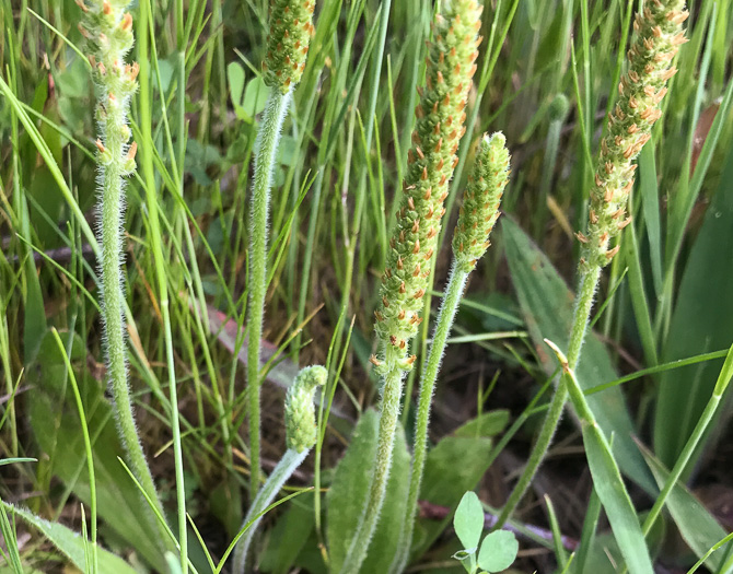 image of Plantago virginica, Virginia Plantain, Southern Plantain, Paleseed Plantain, Hoary Plantain