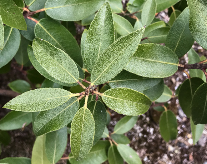 image of Pieris floribunda, Evergreen Mountain Fetterbush, Mountain Andromeda